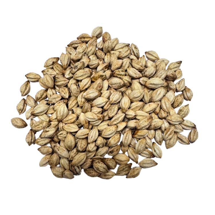 _Nasiona-Palmy-Eleganckiej-Ptychosperma-Elegans (4).jpg