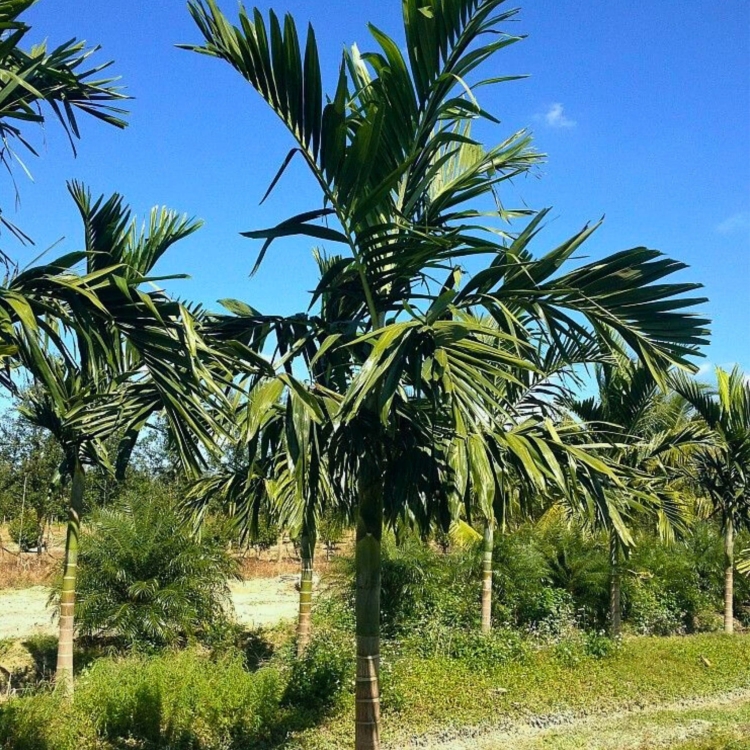 _Nasiona-Palmy-Eleganckiej-Ptychosperma-Elegans (2).jpg