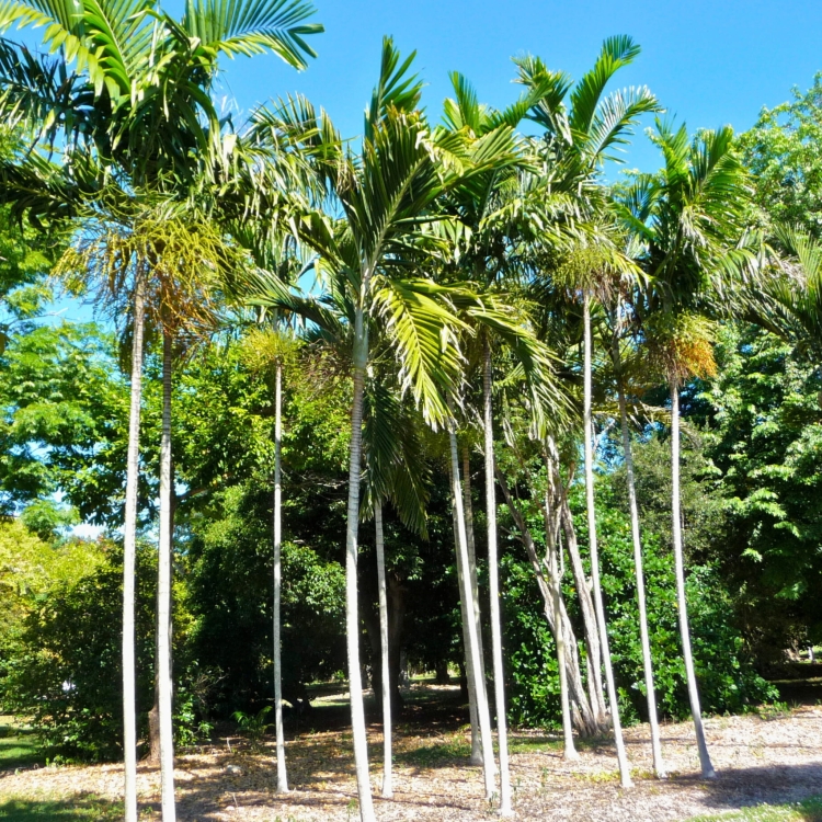 _Nasiona-Palmy-Eleganckiej-Ptychosperma-Elegans (1).jpg