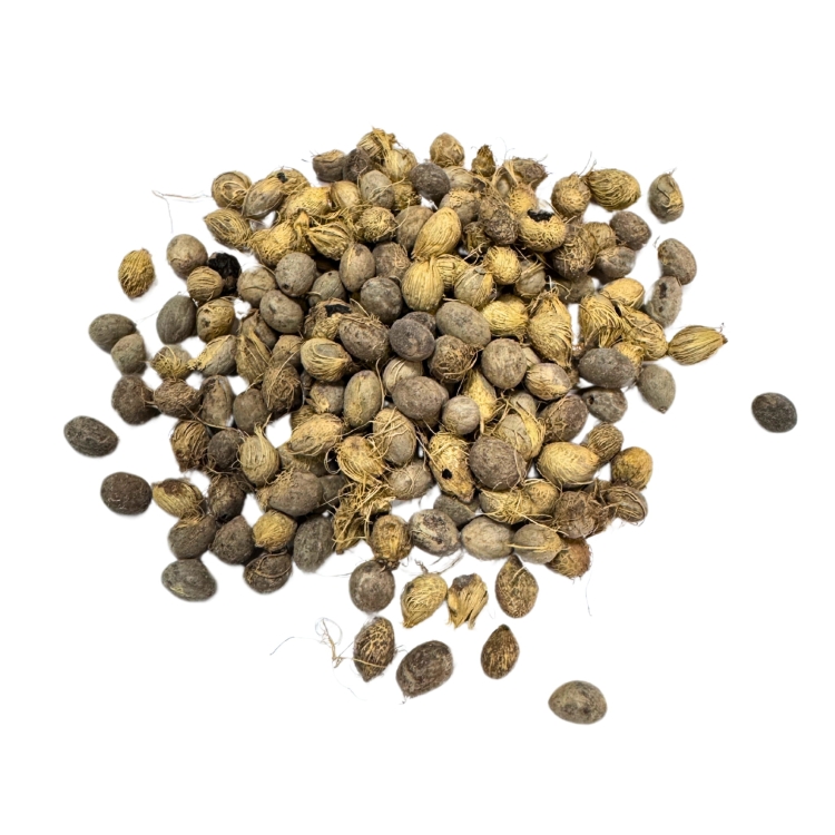 Nasiona-Palmy-Kaskadowej-Chamaedorea-Cataractarum (6).jpg