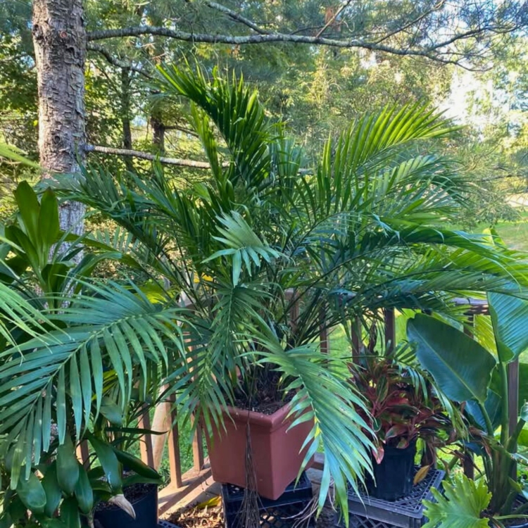 Nasiona-Palmy-Kaskadowej-Chamaedorea-Cataractarum (5).jpg