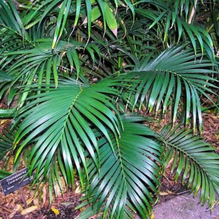 Nasiona-Palmy-Kaskadowej-Chamaedorea-Cataractarum (4).jpg