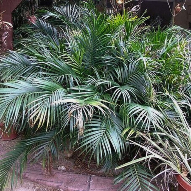 Nasiona-Palmy-Kaskadowej-Chamaedorea-Cataractarum (3).jpg