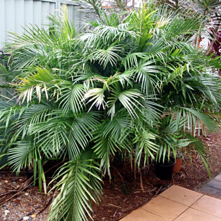 Nasiona-Palmy-Kaskadowej-Chamaedorea-Cataractarum (2).jpg