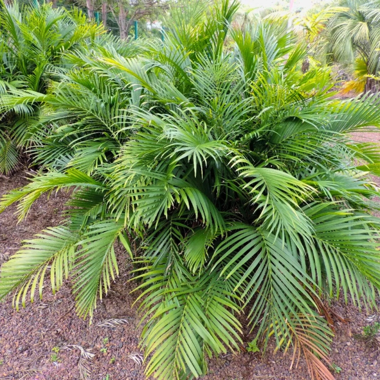 Nasiona-Palmy-Kaskadowej-Chamaedorea-Cataractarum (1).jpg