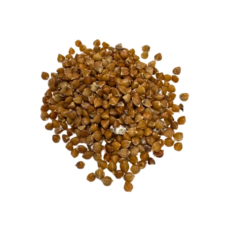 Nasiona-Sotolu-Piaskowcowego-Dasylirion-Serratifolium (4).jpg