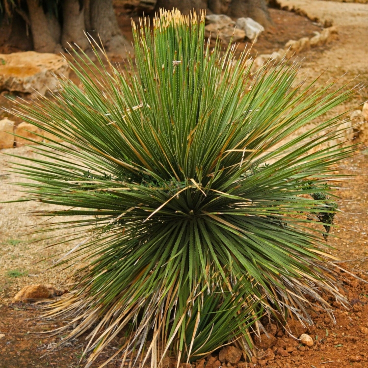 Nasiona-Sotolu-Piaskowcowego-Dasylirion-Serratifolium (3).jpg