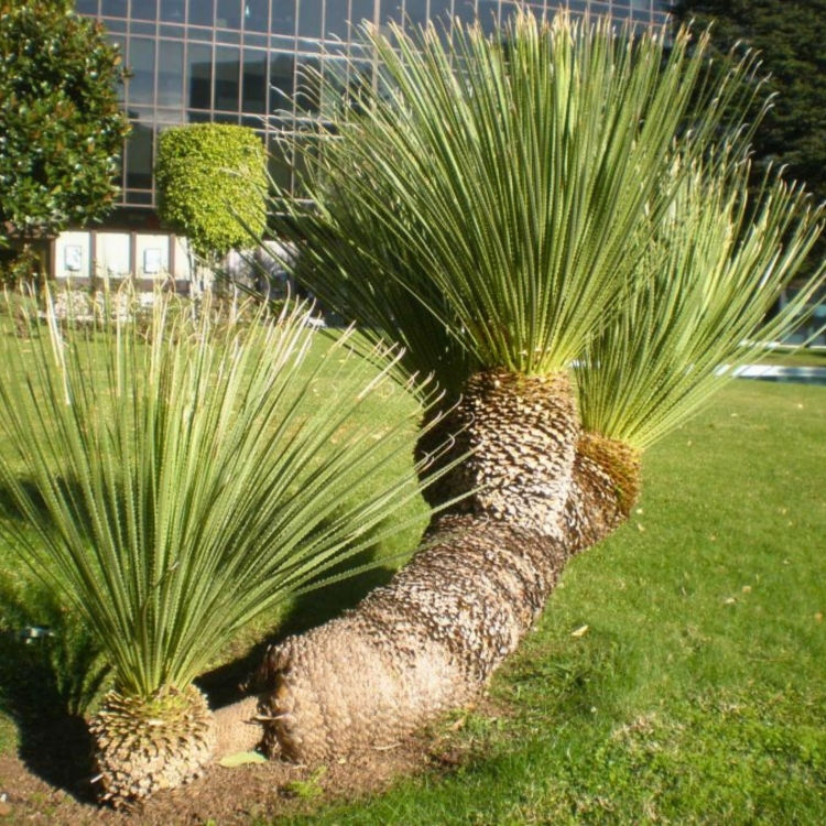 Nasiona-Sotolu-Piaskowcowego-Dasylirion-Serratifolium (2).jpg