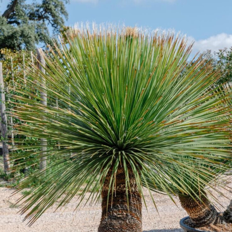 Nasiona-Sotolu-Piaskowcowego-Dasylirion-Serratifolium (1).jpg