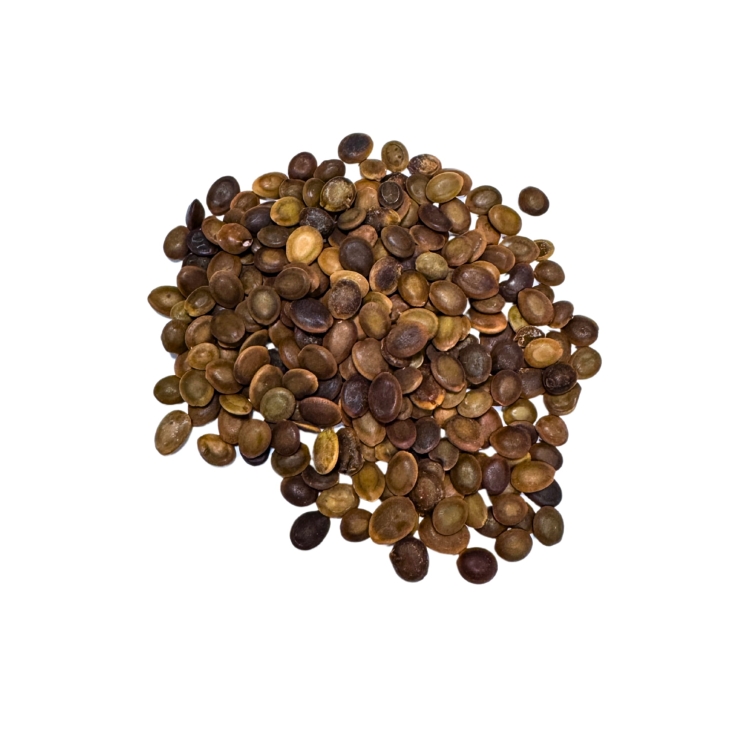 Nasiona-Czarnej-Albicji-Albizia-Odoratissima  (4).jpg