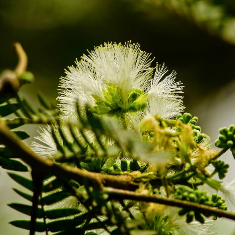 Nasiona-Czarnej-Albicji-Albizia-Odoratissima  (3).jpg