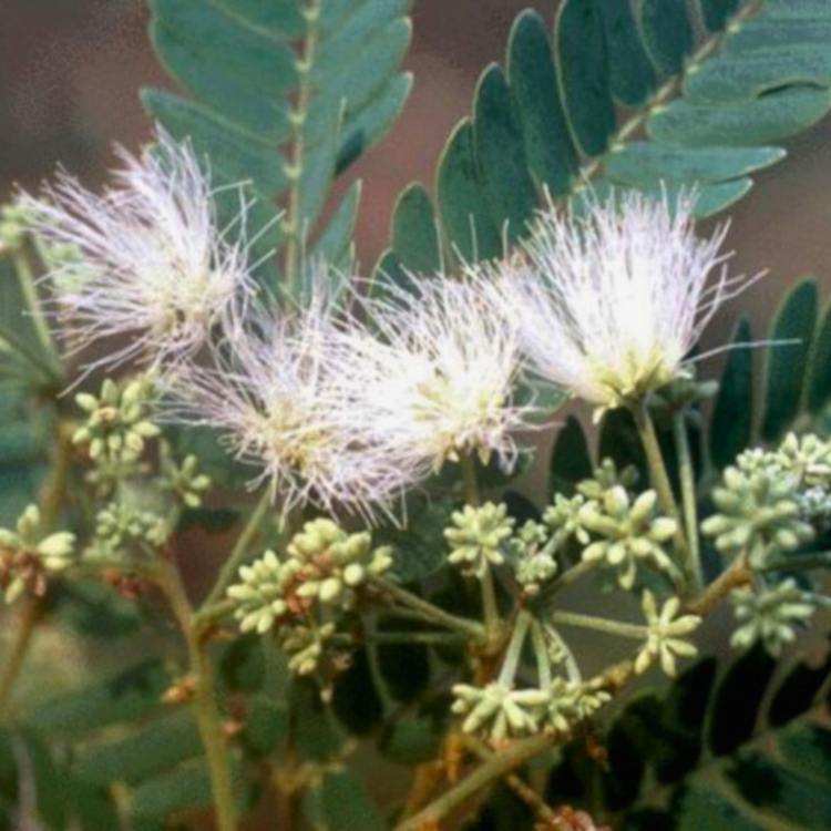 Nasiona-Czarnej-Albicji-Albizia-Odoratissima  (1).jpg