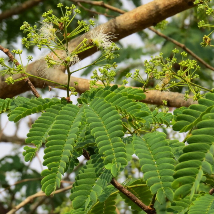 Nasiona-Czarnej-Albicji-Albizia-Odoratissima .jpg