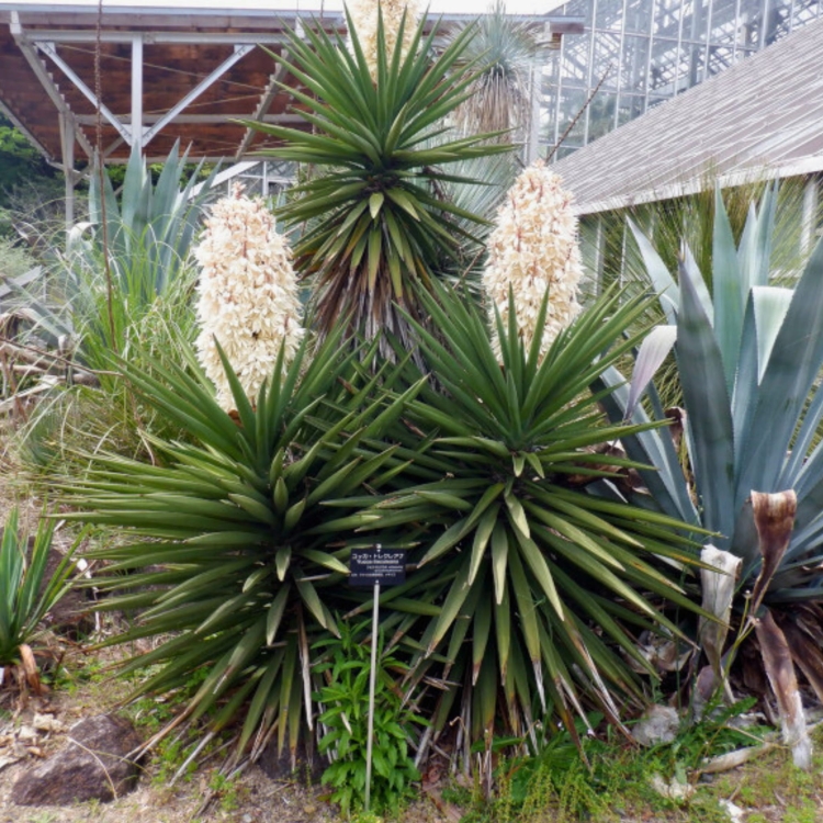 Nasiona-Juki-Treculeana -Yucca-Treculeana (4).jpg