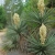 Nasiona-Juki-Treculeana -Yucca-Treculeana (2).jpg