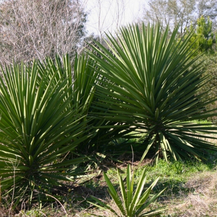 Nasiona-Juki-Treculeana -Yucca-Treculeana (1).jpg