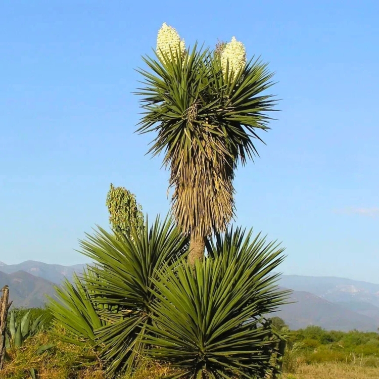 Nasiona-Juki-Treculeana -Yucca-Treculeana.jpg