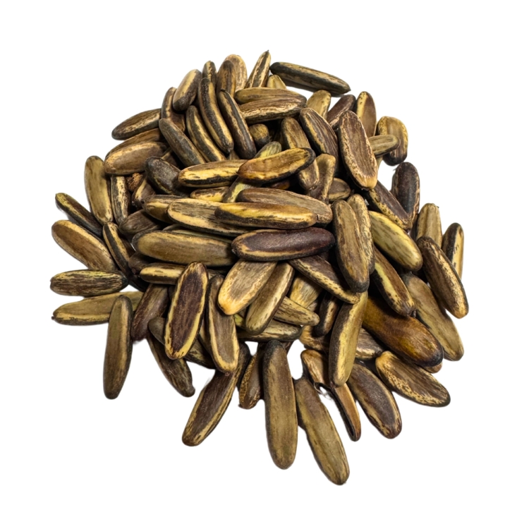 Nasiona-Plomien-Afryki-Delonix-Regia  (7).jpg