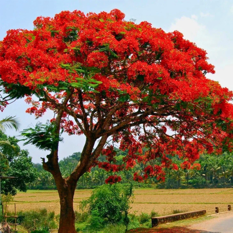 Nasiona-Plomien-Afryki-Delonix-Regia  (6).jpg