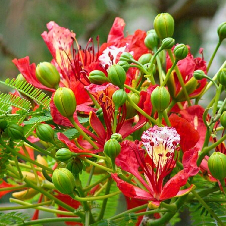 Nasiona-Plomien-Afryki-Delonix-Regia  (5).jpg