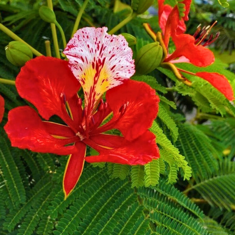Nasiona-Plomien-Afryki-Delonix-Regia  (3).jpg