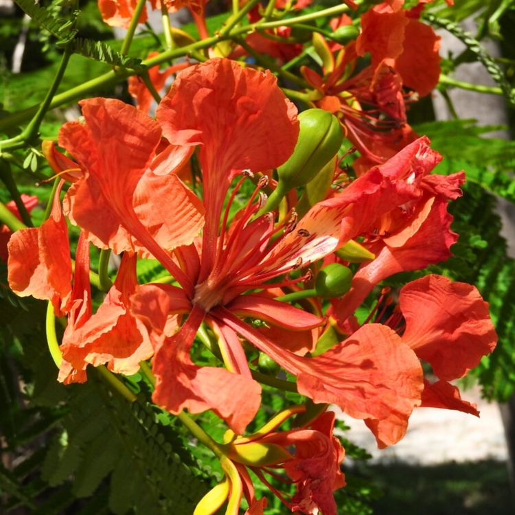 Nasiona-Plomien-Afryki-Delonix-Regia  (2).jpg