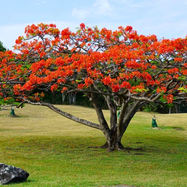 Nasiona-Plomien-Afryki-Delonix-Regia  (1).jpg