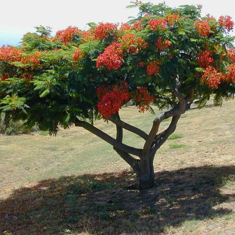 Nasiona-Plomien-Afryki-Delonix-Regia .jpg