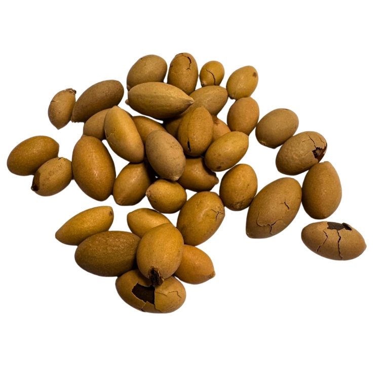 Nasiona-Srebrnej-Palmy-Palmetto-Serenoa-Repens-Silver (4).jpg