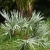 Nasiona-Srebrnej-Palmy-Palmetto-Serenoa-Repens-Silver (3).jpg