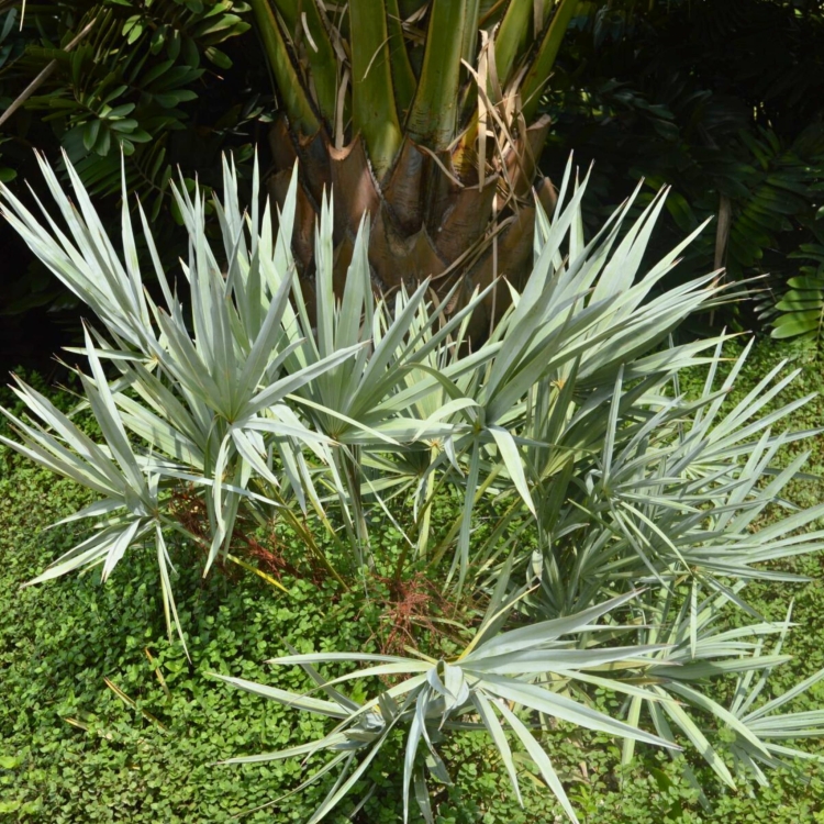 Nasiona-Srebrnej-Palmy-Palmetto-Serenoa-Repens-Silver (3).jpg