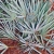 Nasiona-Srebrnej-Palmy-Palmetto-Serenoa-Repens-Silver (2).jpg