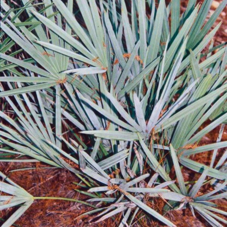 Nasiona-Srebrnej-Palmy-Palmetto-Serenoa-Repens-Silver (2).jpg