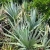 Nasiona-Srebrnej-Palmy-Palmetto-Serenoa-Repens-Silver (1).jpg