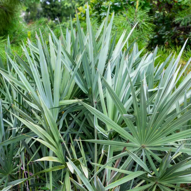 Nasiona-Srebrnej-Palmy-Palmetto-Serenoa-Repens-Silver.jpg