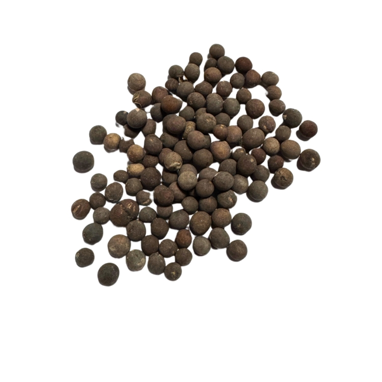 Nasiona-Palmy-Majestatycznej-Ravenea-Rivularis (6).jpg