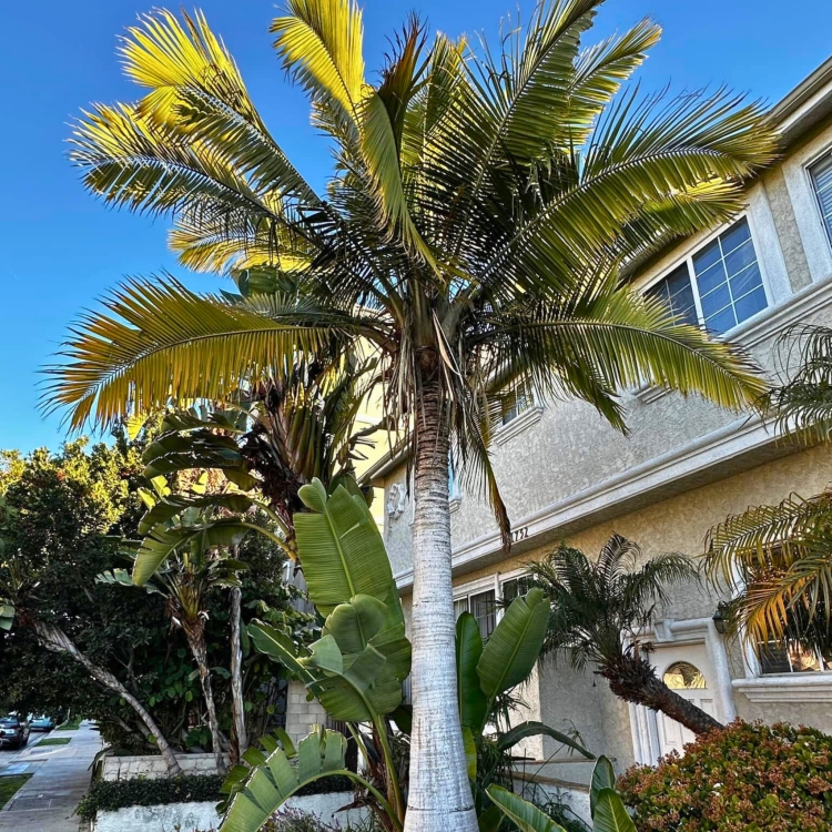 Nasiona-Palmy-Majestatycznej-Ravenea-Rivularis (4).jpg