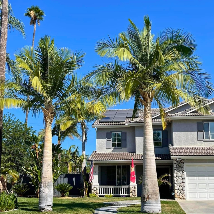 Nasiona-Palmy-Majestatycznej-Ravenea-Rivularis (3).jpg