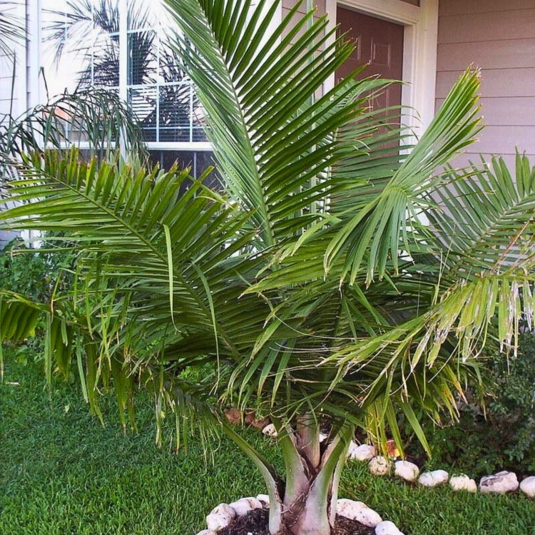 Nasiona-Palmy-Majestatycznej-Ravenea-Rivularis (2).jpg