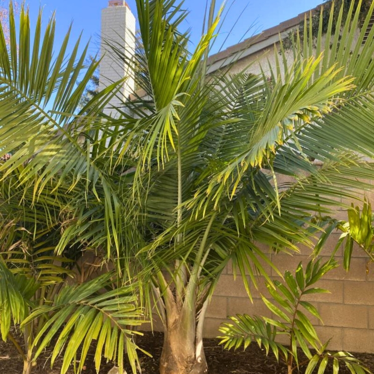 Nasiona-Palmy-Majestatycznej-Ravenea-Rivularis (1).jpg