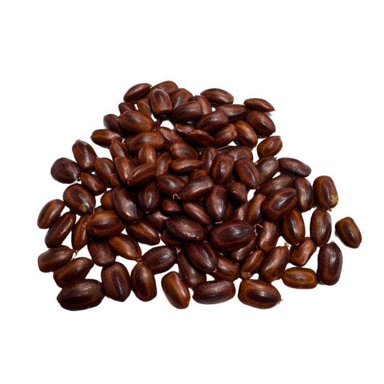 Nasiona-Drzewa-Deszczowego-Albizia-Saman (6).jpg