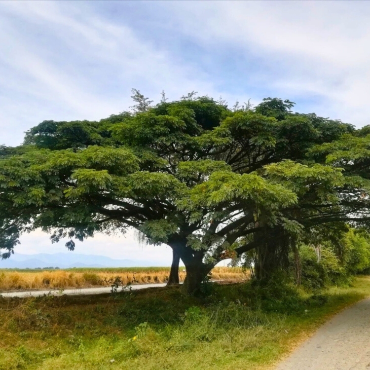 Nasiona-Drzewa-Deszczowego-Albizia-Saman (5).jpg