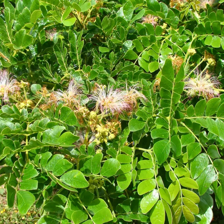 Nasiona-Drzewa-Deszczowego-Albizia-Saman (4).jpg