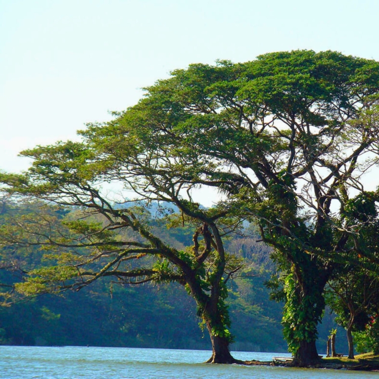 Nasiona-Drzewa-Deszczowego-Albizia-Saman (3).jpg