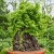 Nasiona-Rosliny -zolw-Dioscorea-Elephantipes