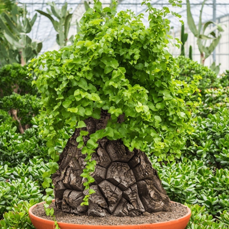 Nasiona-Rosliny -zolw-Dioscorea-Elephantipes