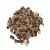 Nasiona-Rosliny -zolw-Dioscorea-Elephantipes-1