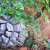 Nasiona-Rosliny -zolw-Dioscorea-Elephantipes-2