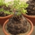 Nasiona-Rosliny -zolw-Dioscorea-Elephantipes-3