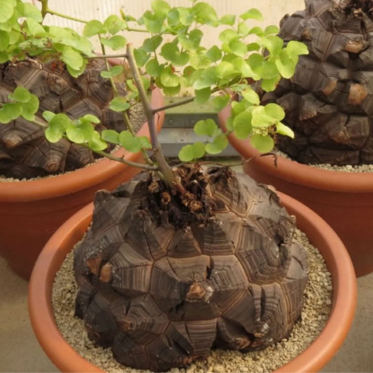 Nasiona-Rosliny -zolw-Dioscorea-Elephantipes-3